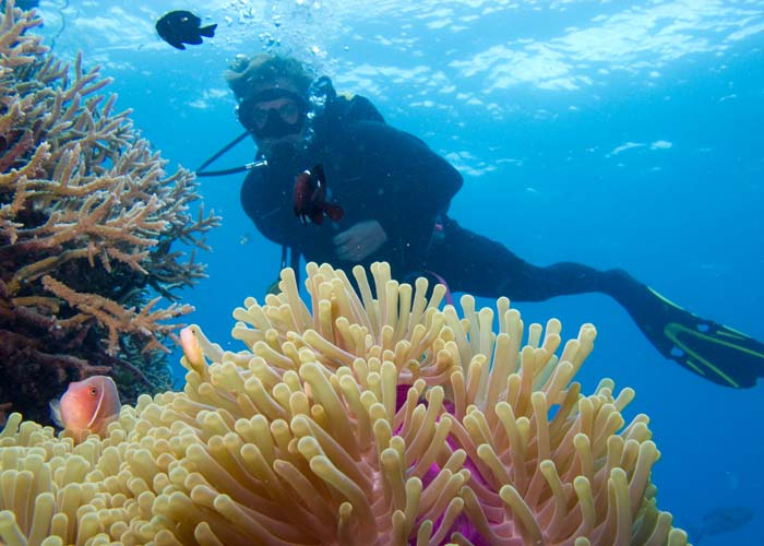 Great Barrier Reef scuba diving - clownfish Great Barrier Reef scuba diving - clownfish