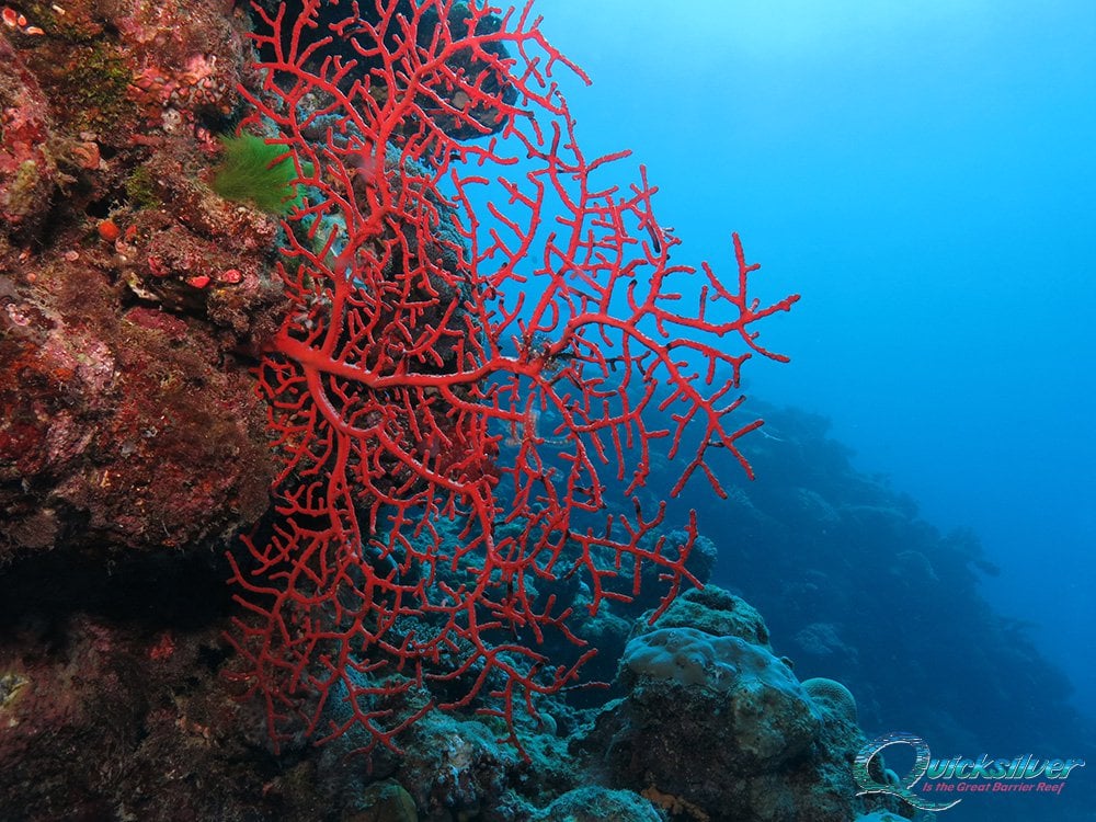 Quicksilver Great Barrier Reef tour