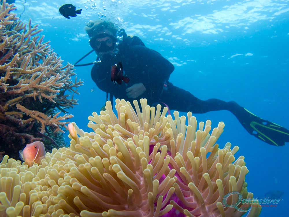 Certified divers at the Great Barrier Reef